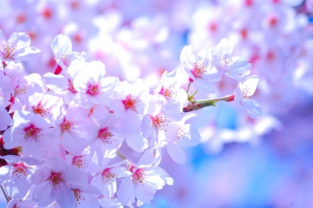 清水公園桜祭り2018ライトアップ時間や屋台に注目！見頃はいつ？
