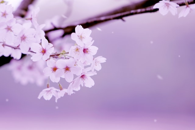 観音寺川桜祭り2019ライトアップ時間や屋台・駐車場情報をチェック