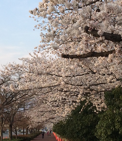 小瀬スポーツ公園の桜2019見頃やライトアップ時間・屋台など花見情報