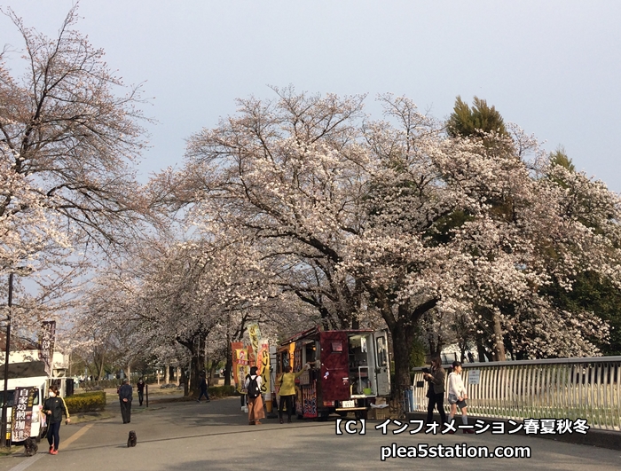 小瀬スポーツ公園桜まつり屋台